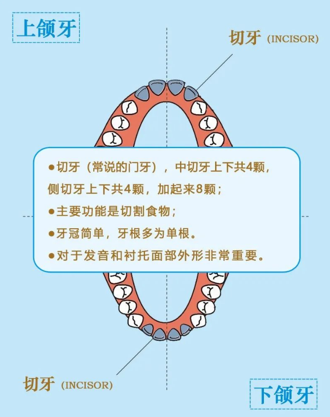 美悅大課堂 ▏牙齒矯正第一步：認識牙齒